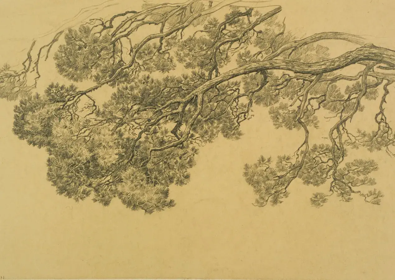 Jean-Charles DUVAL, Étude d’arbre, ou Branche de pin, 1912, crayon noir sur papier, collection musée des Beaux-Arts de Brest