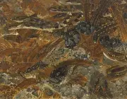  Mathurin Méheut, Faunes des mers, 1931, huile sur toile, collection musée des Beaux-Arts de Brest