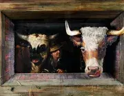 Georg KNEIPP, Vaches dans une étable, 1841, huile sur bois, collection du musée des Beaux-Arts de Brest